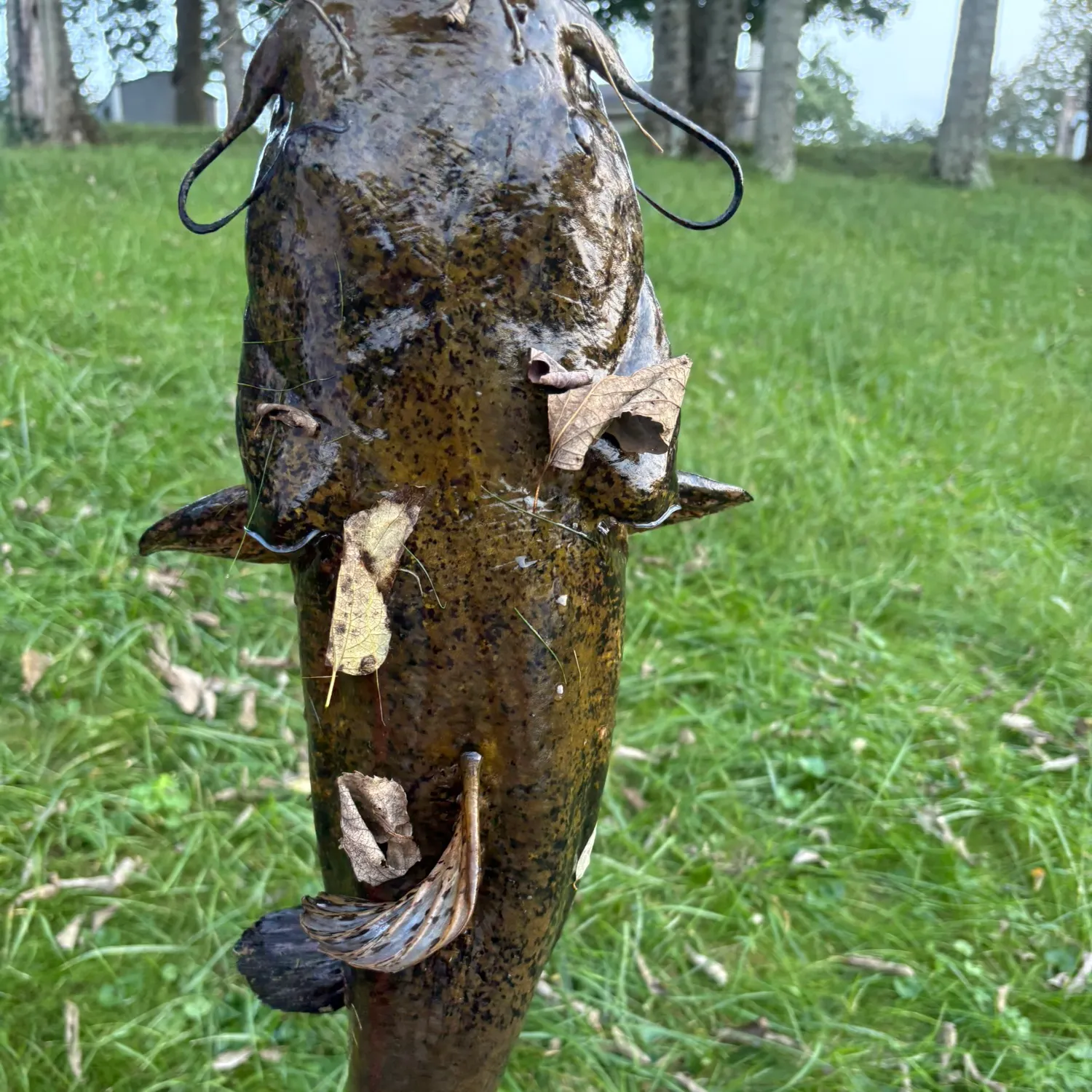 Flathead catfish caught on Fishbrain