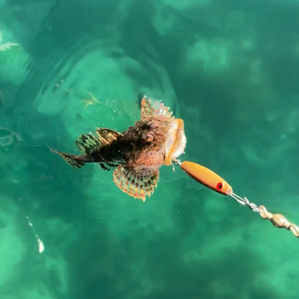 The most recent Shorthorn sculpin catches on Fishbrain