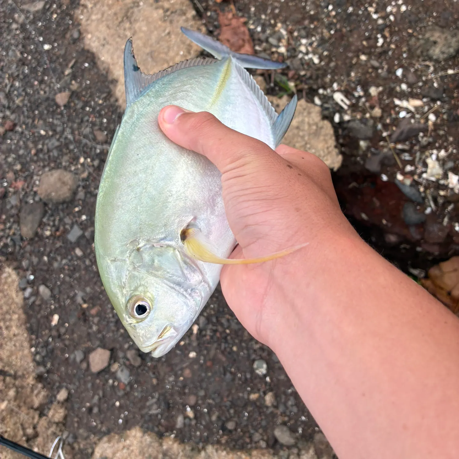 The most recent Bluefin trevally catches on Fishbrain