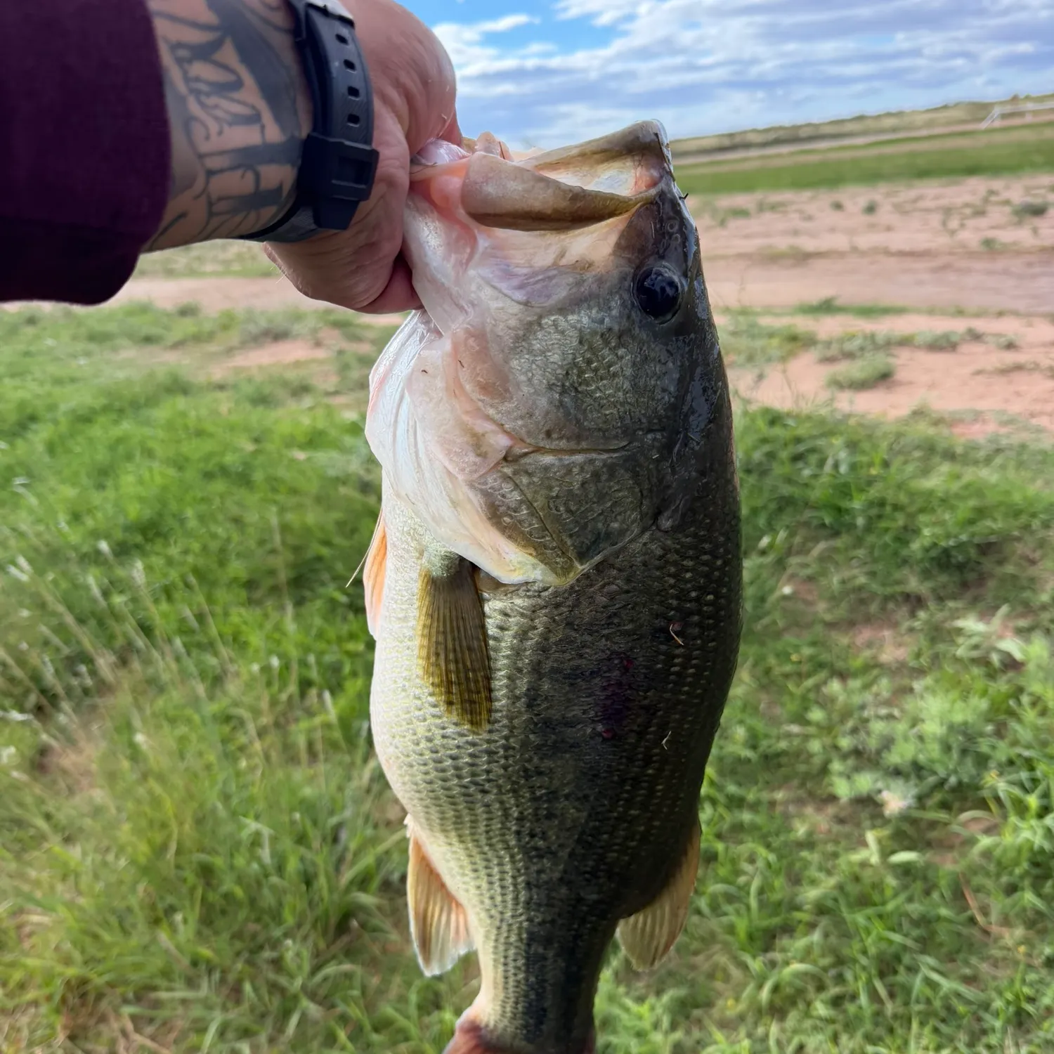 Largemouth bass caught on Fishbrain