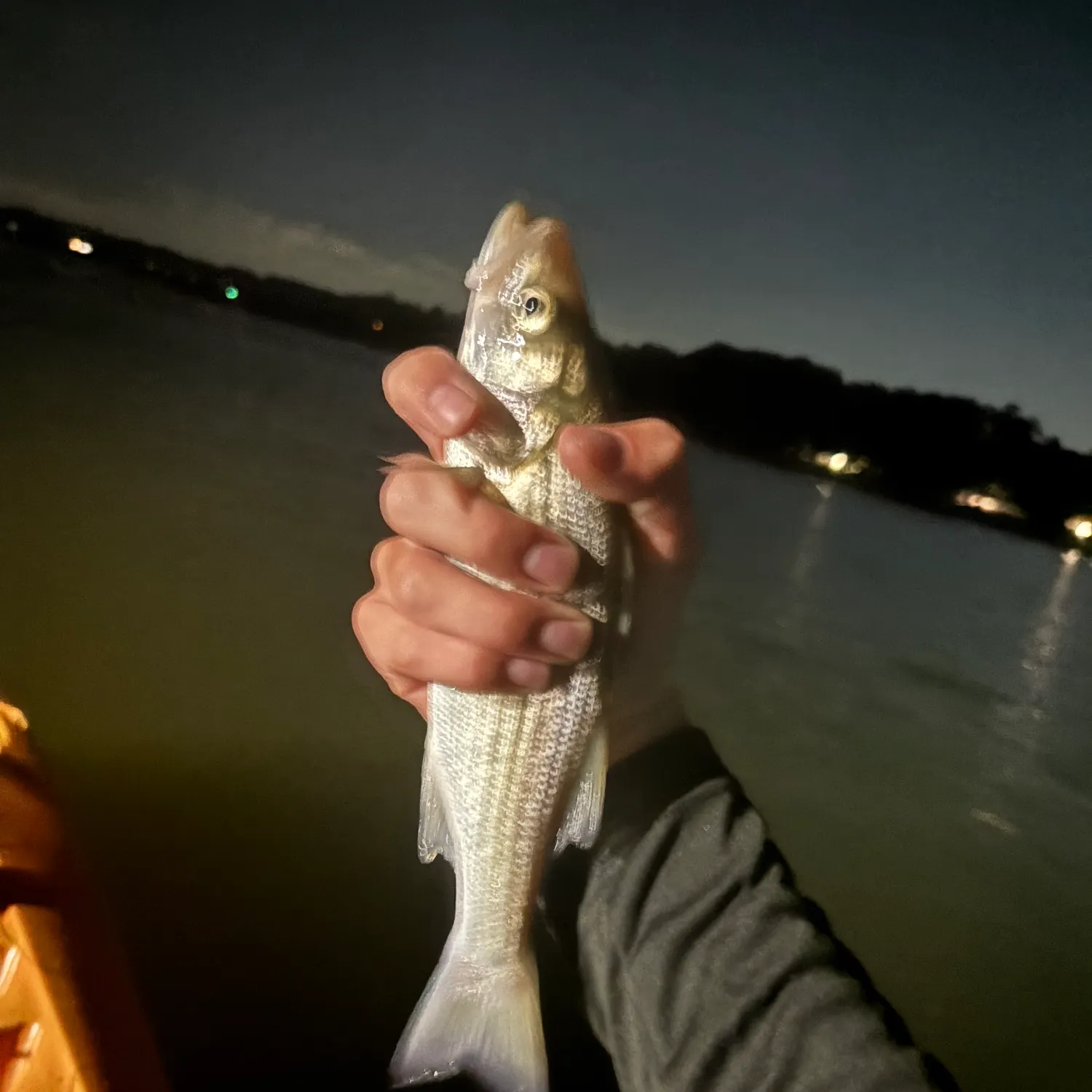 Striped bass caught on Fishbrain