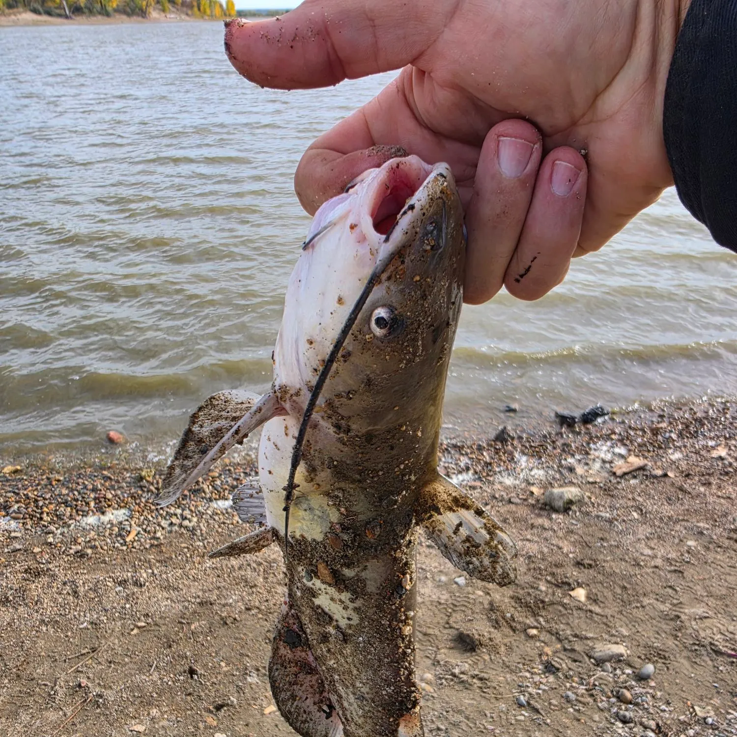 Channel catfish caught on Fishbrain