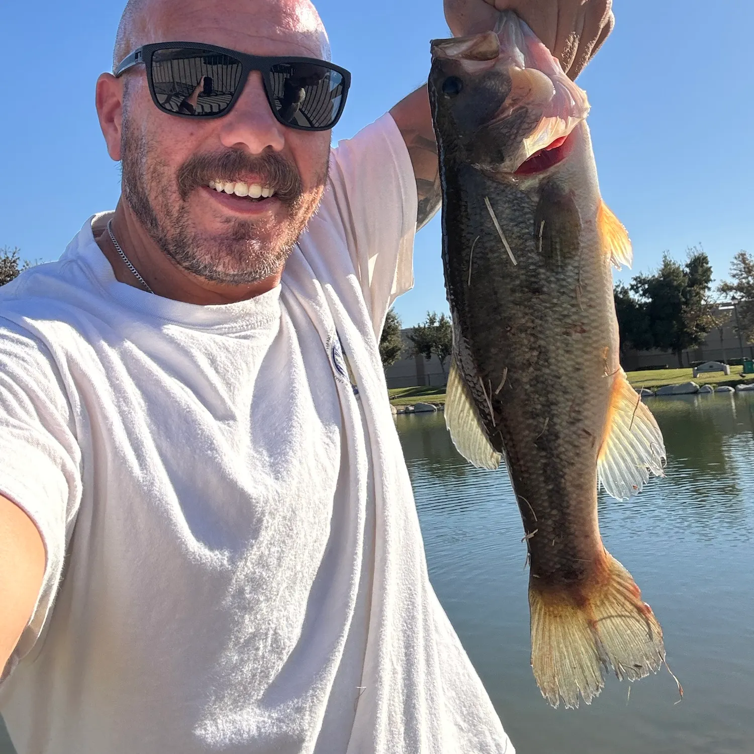 Largemouth bass caught on Fishbrain
