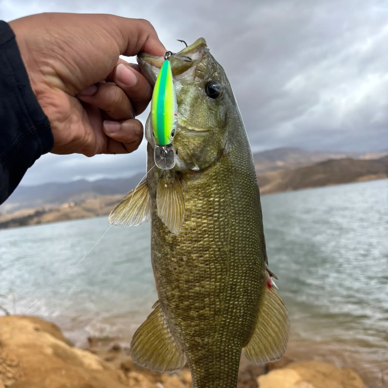 Smallmouth bass caught on Fishbrain