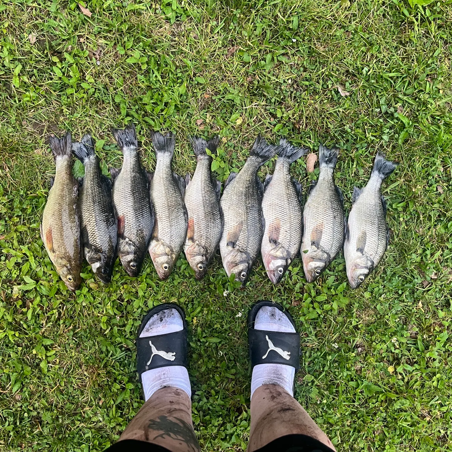 recently logged catches