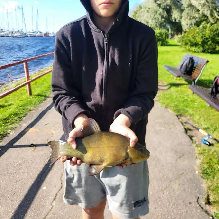 Tench caught on Fishbrain