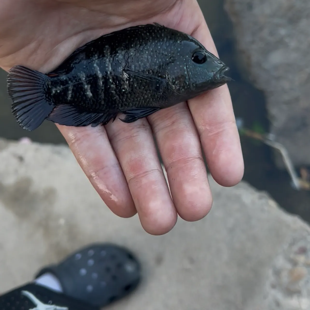The most recent Rio Grande cichlid catches on Fishbrain