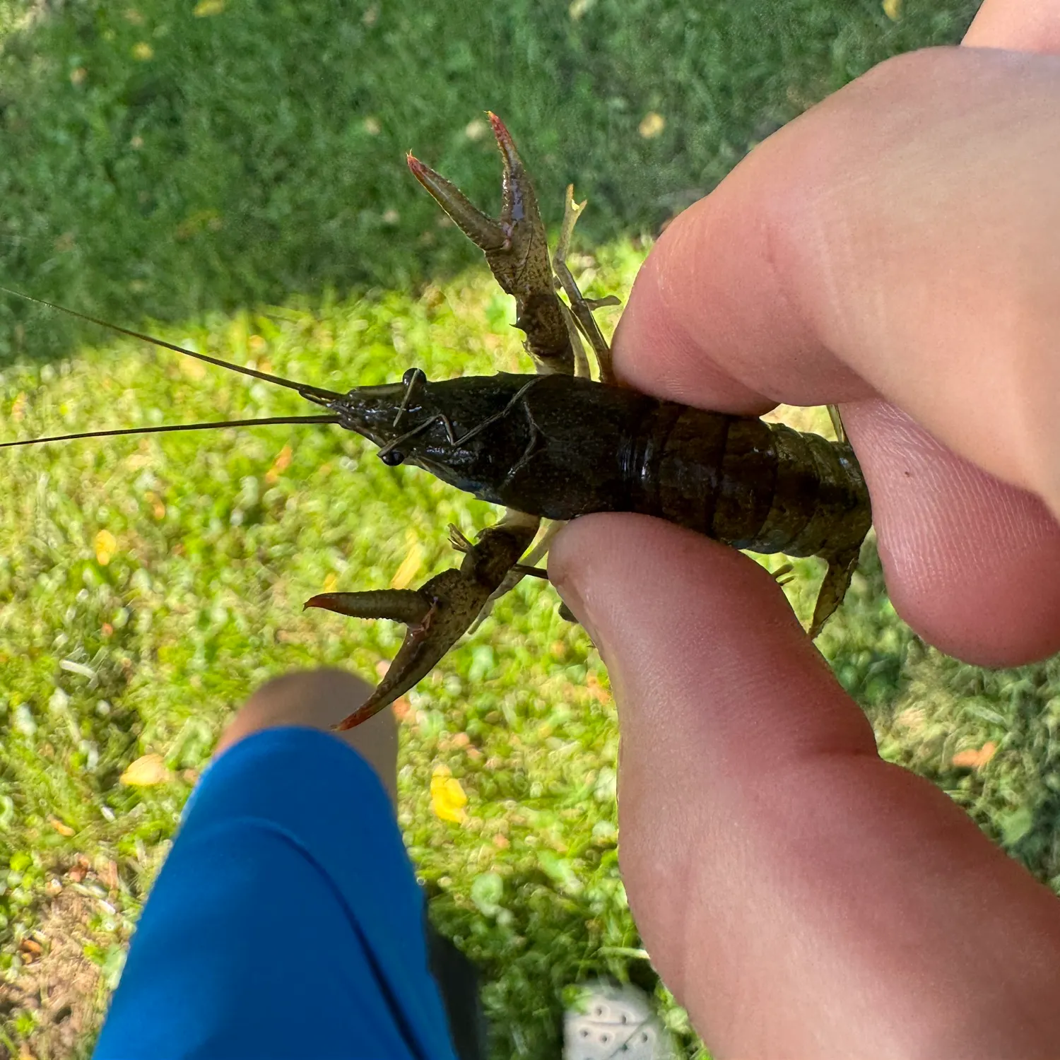 The most recent Virile crayfish catches on Fishbrain
