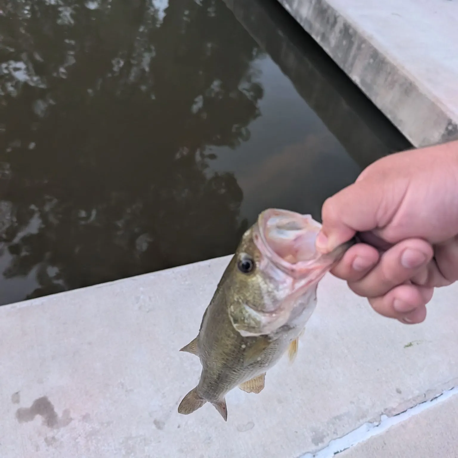 Largemouth bass caught on Fishbrain