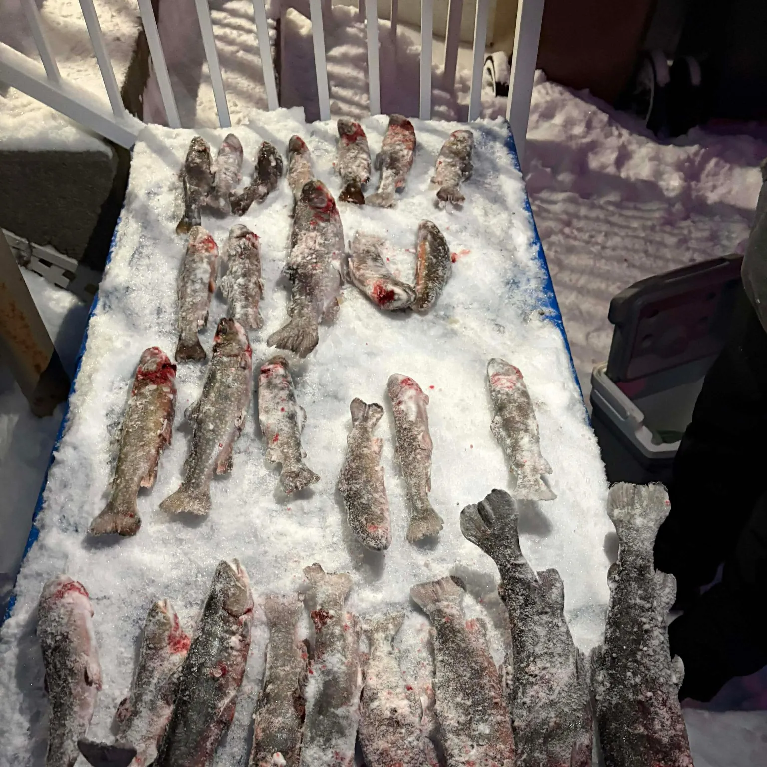 recently logged catches