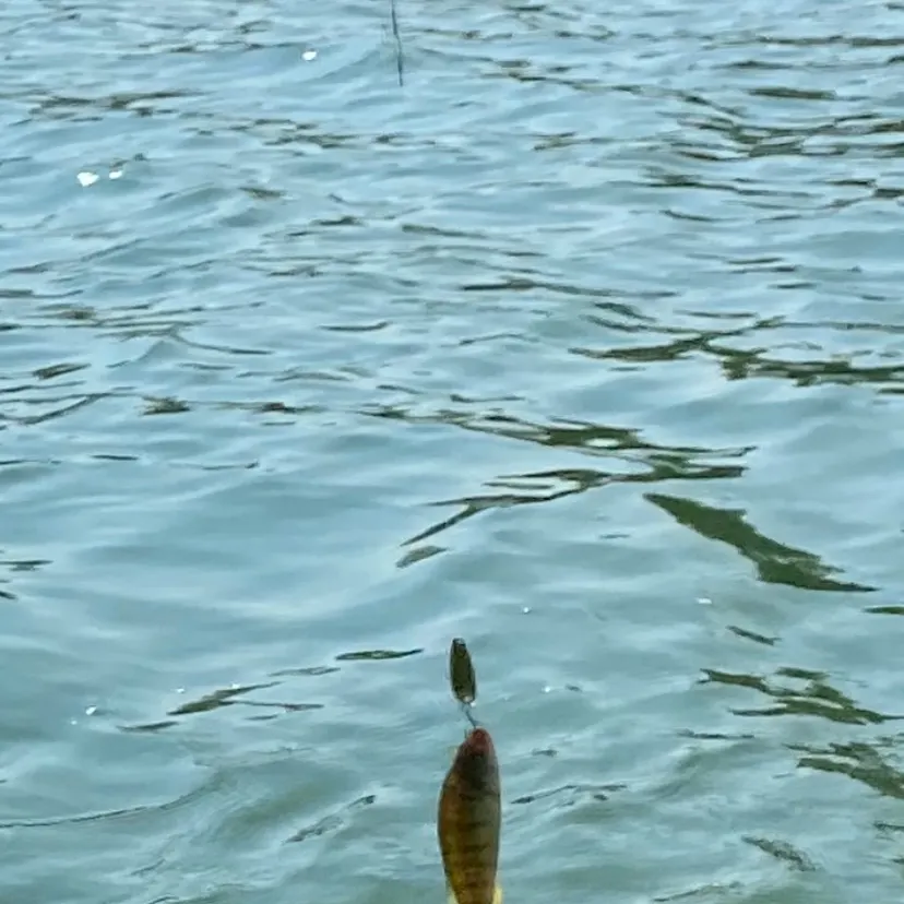 Yellow perch caught on Fishbrain