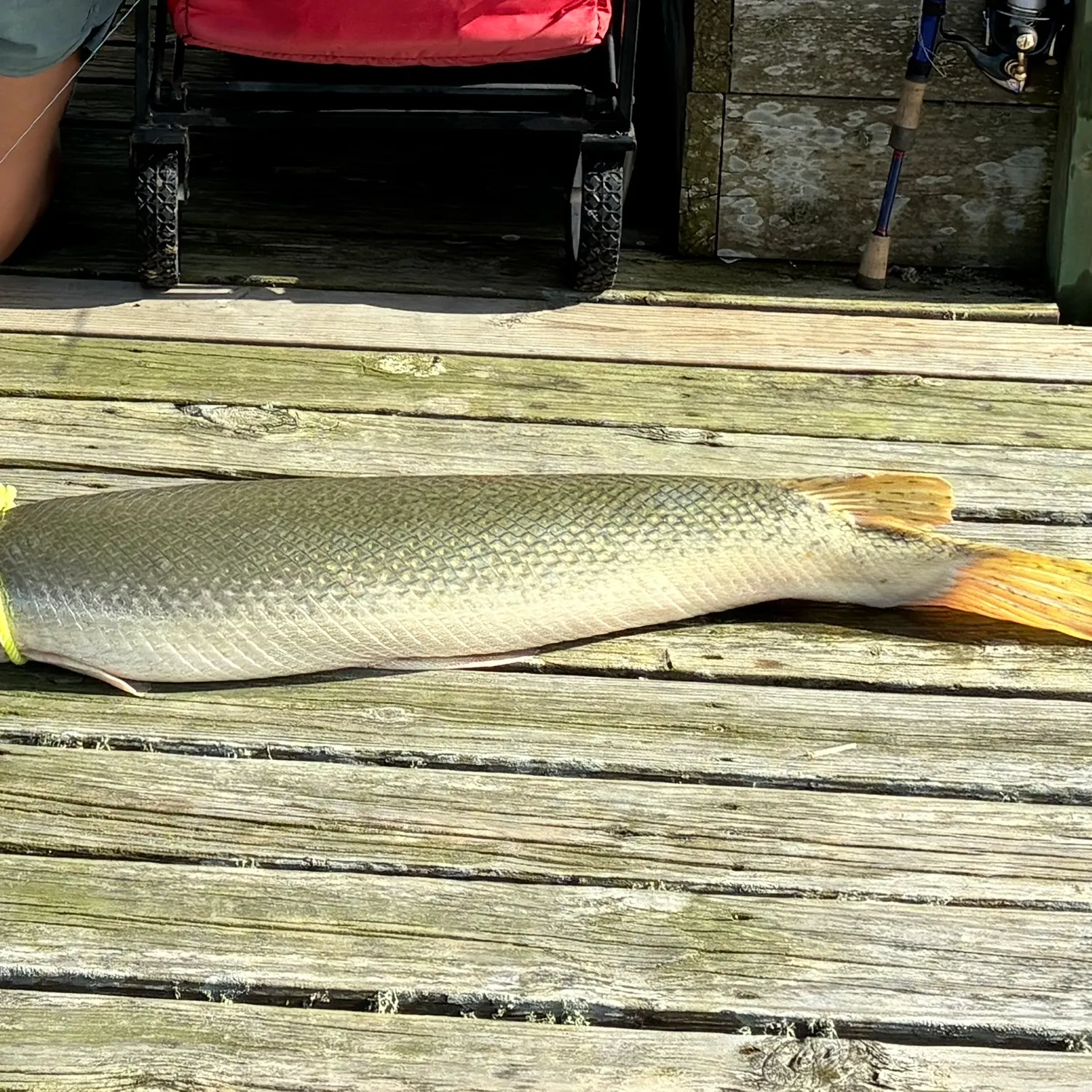 The most recent Alligator gar catches on Fishbrain