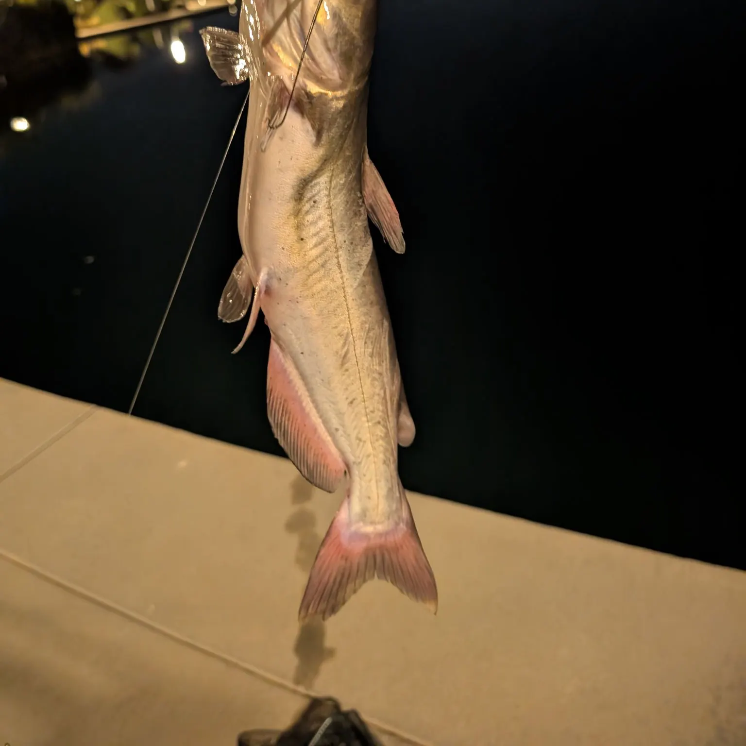 Channel catfish caught on Fishbrain