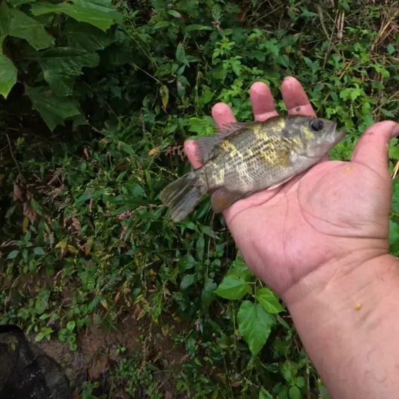 Rock bass caught on Fishbrain