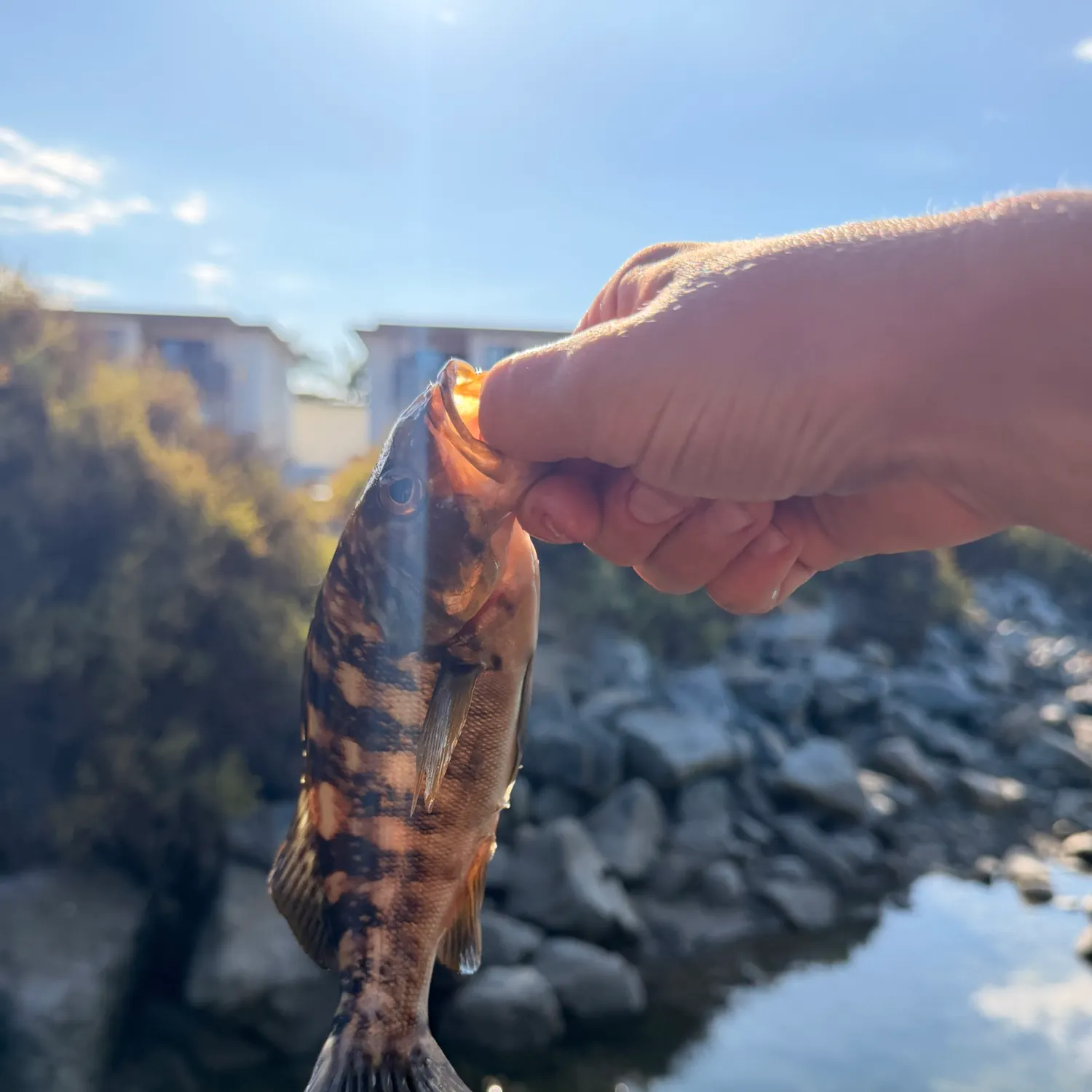 Kelp bass caught on Fishbrain