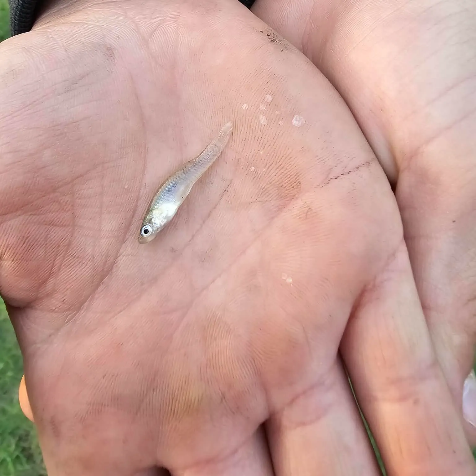 The most recent Guppy catches on Fishbrain