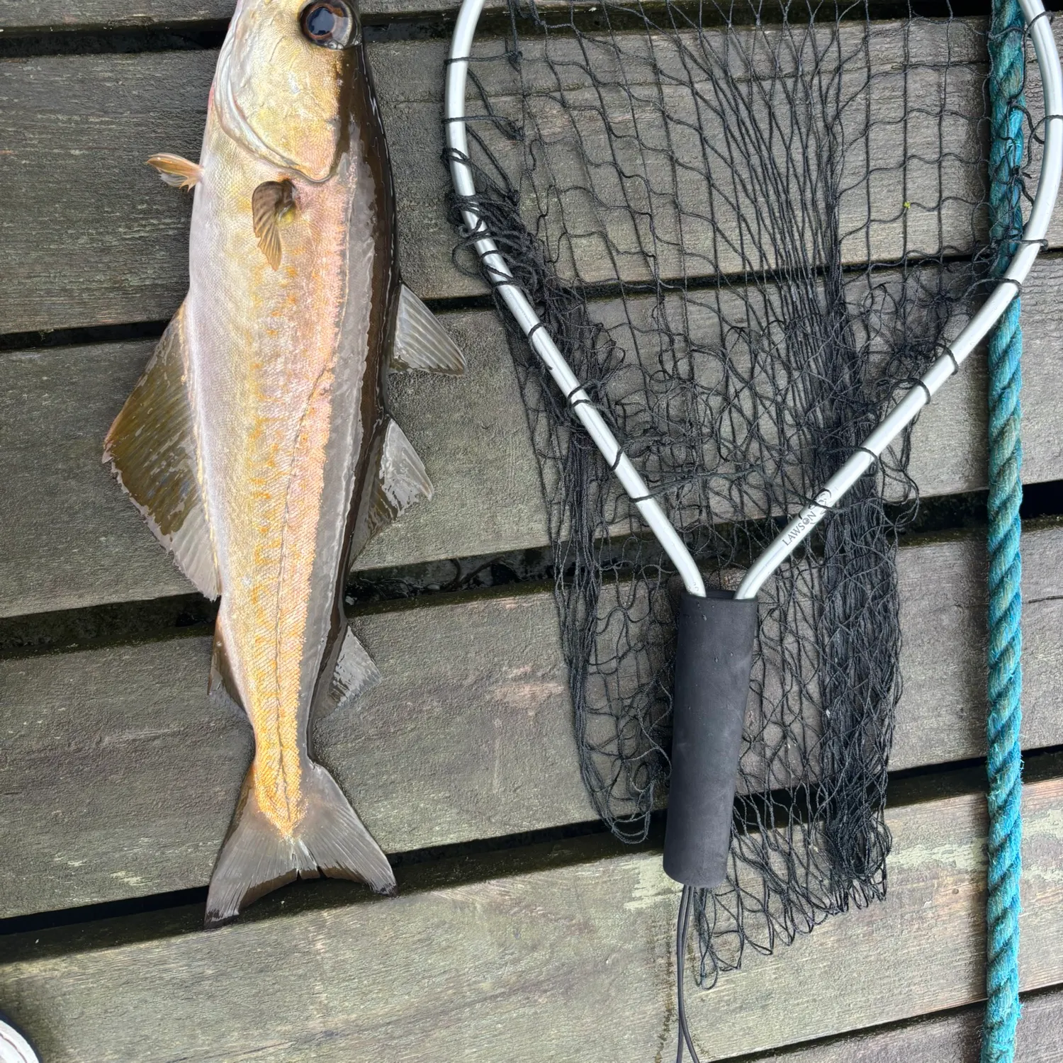 Pollack caught on Fishbrain