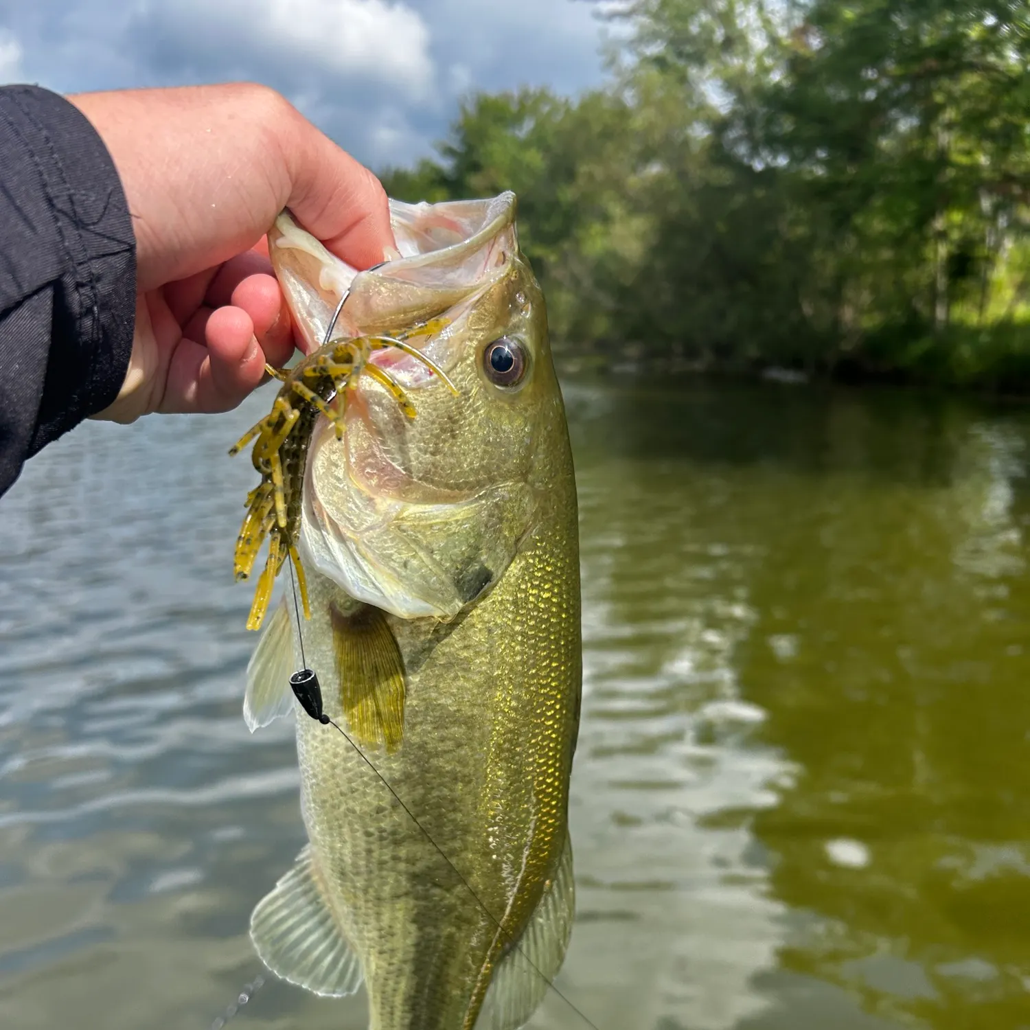 Largemouth bass caught on Fishbrain
