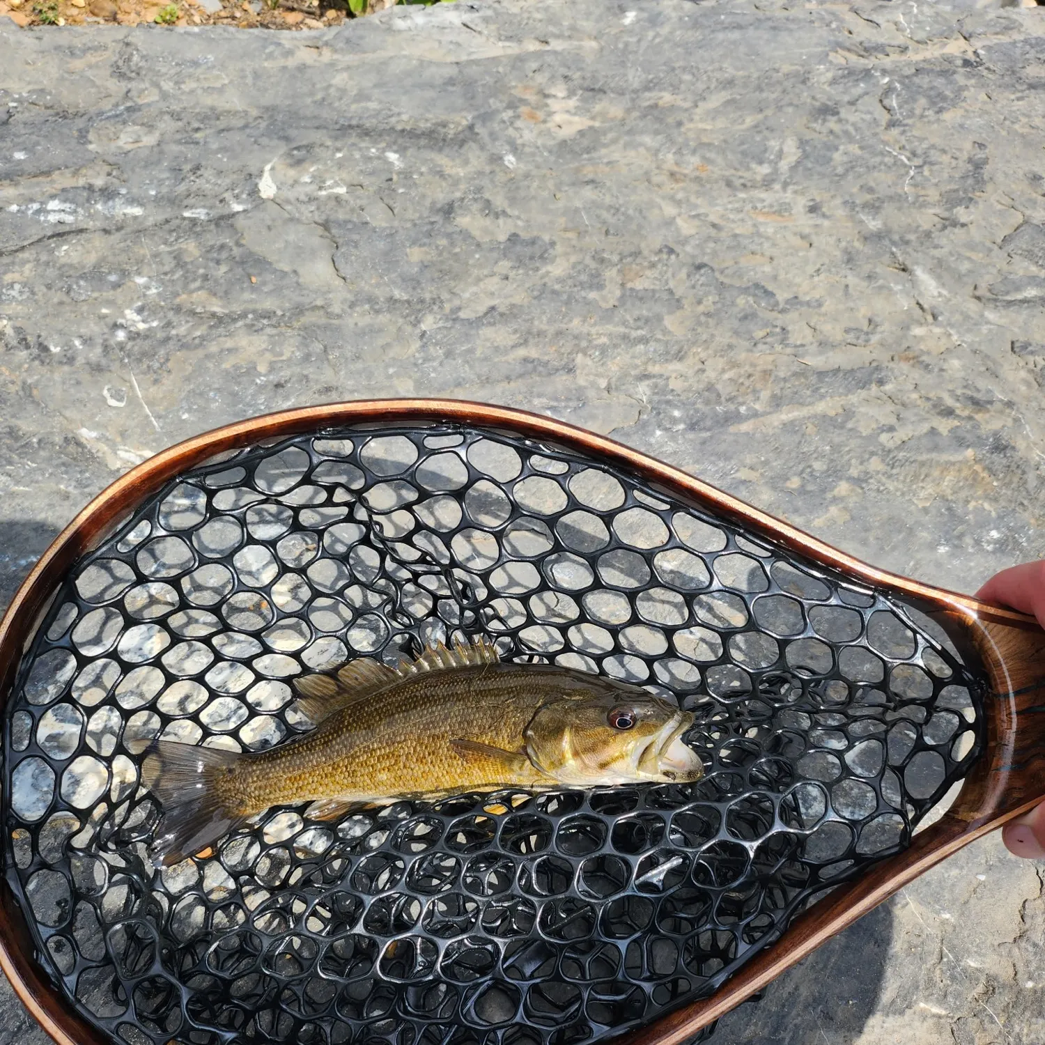 Smallmouth bass caught on Fishbrain