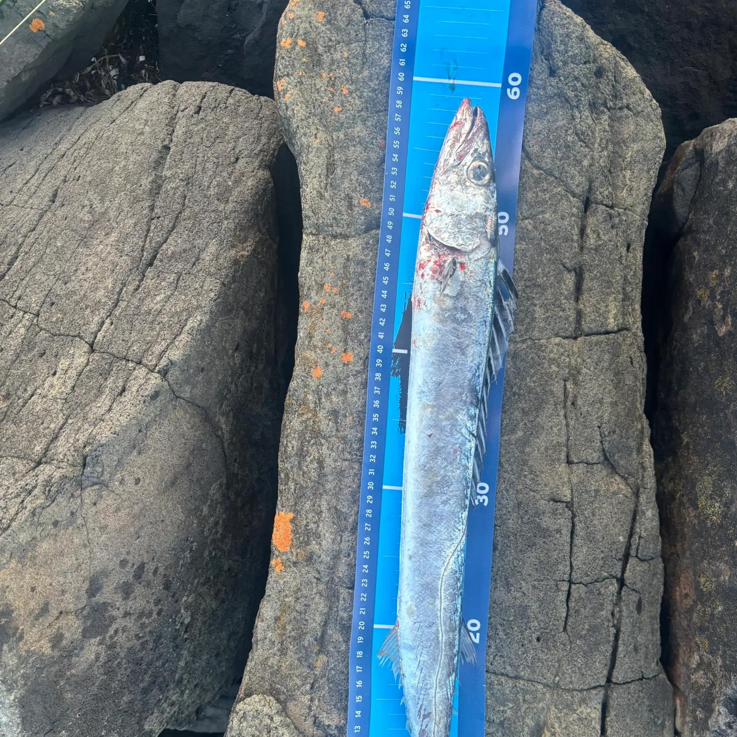 The most recent Snoek catches on Fishbrain