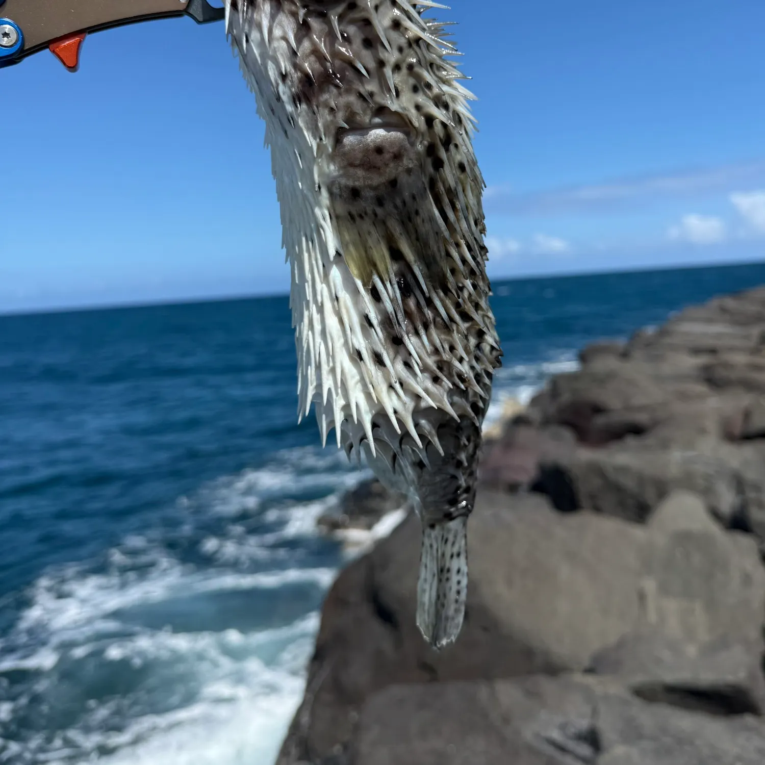 The most popular recent Spot-fin porcupinefish catch on Fishbrain