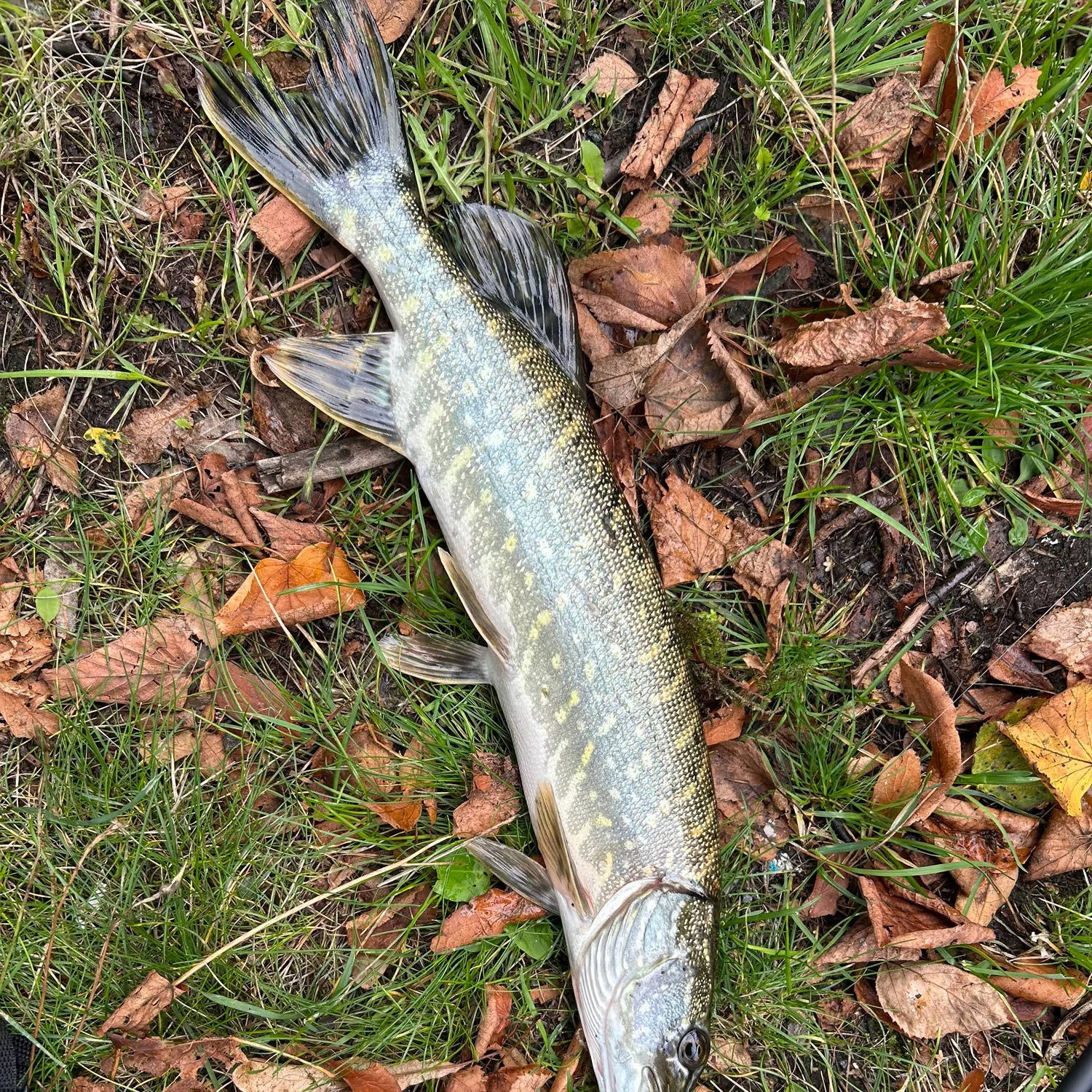 Northern pike caught on Fishbrain