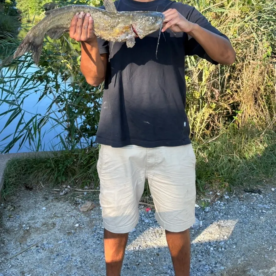 Channel catfish caught on Fishbrain