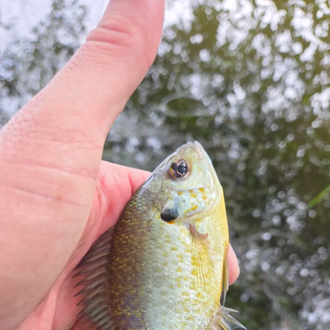 Redear sunfish caught on Fishbrain