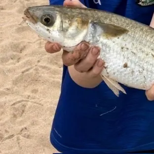 Striped mullet caught on Fishbrain