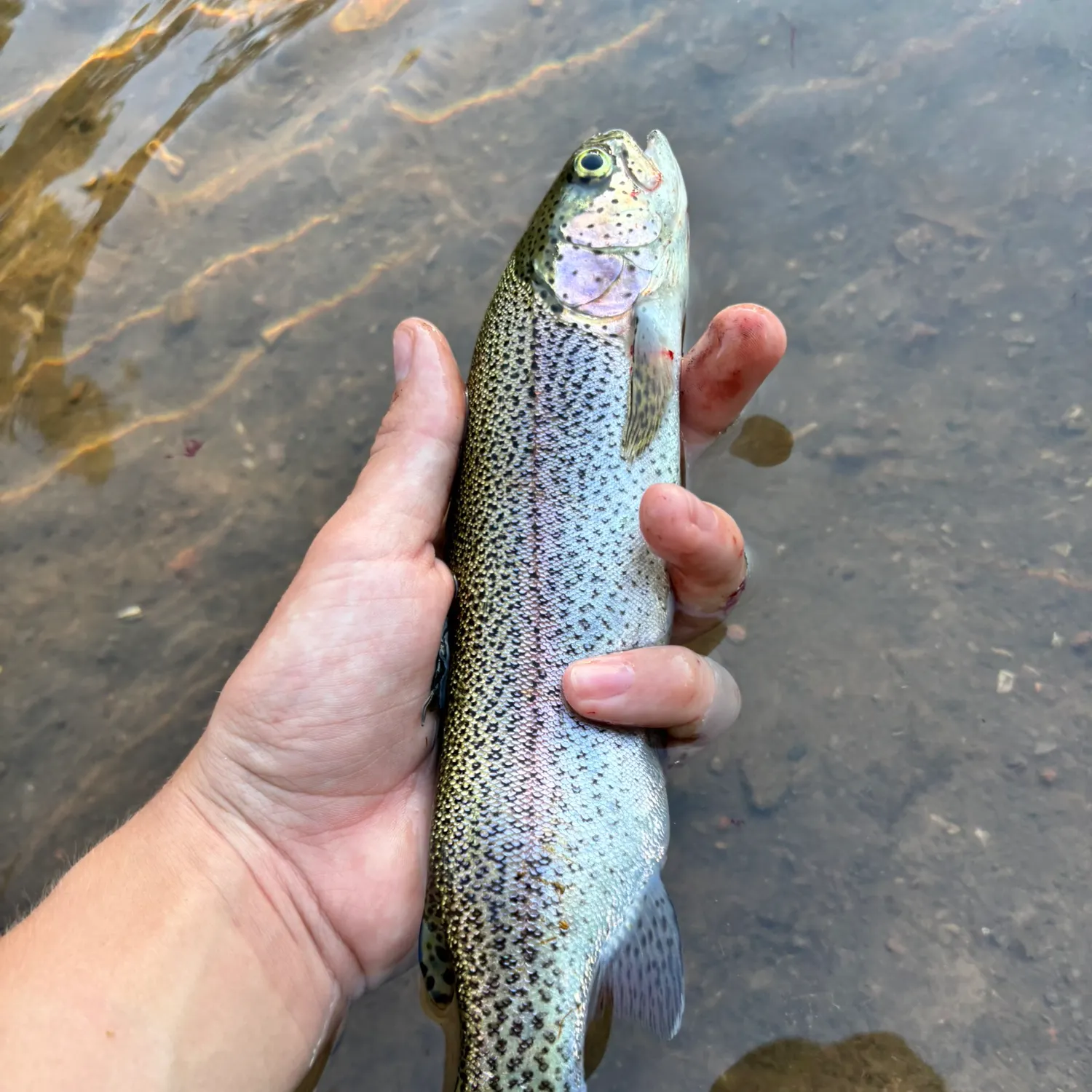 Rainbow trout caught on Fishbrain