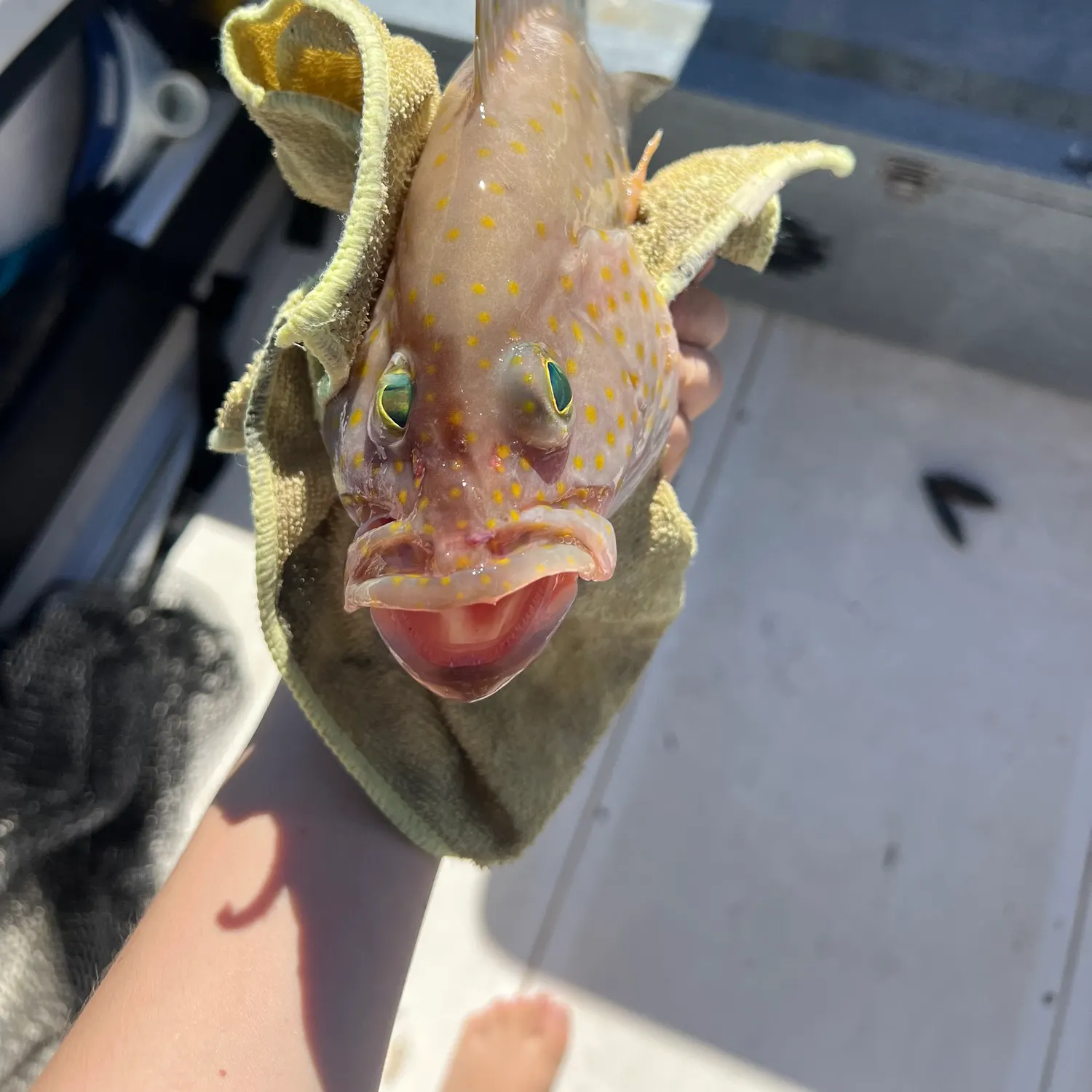 The most recent Trout cod catches on Fishbrain