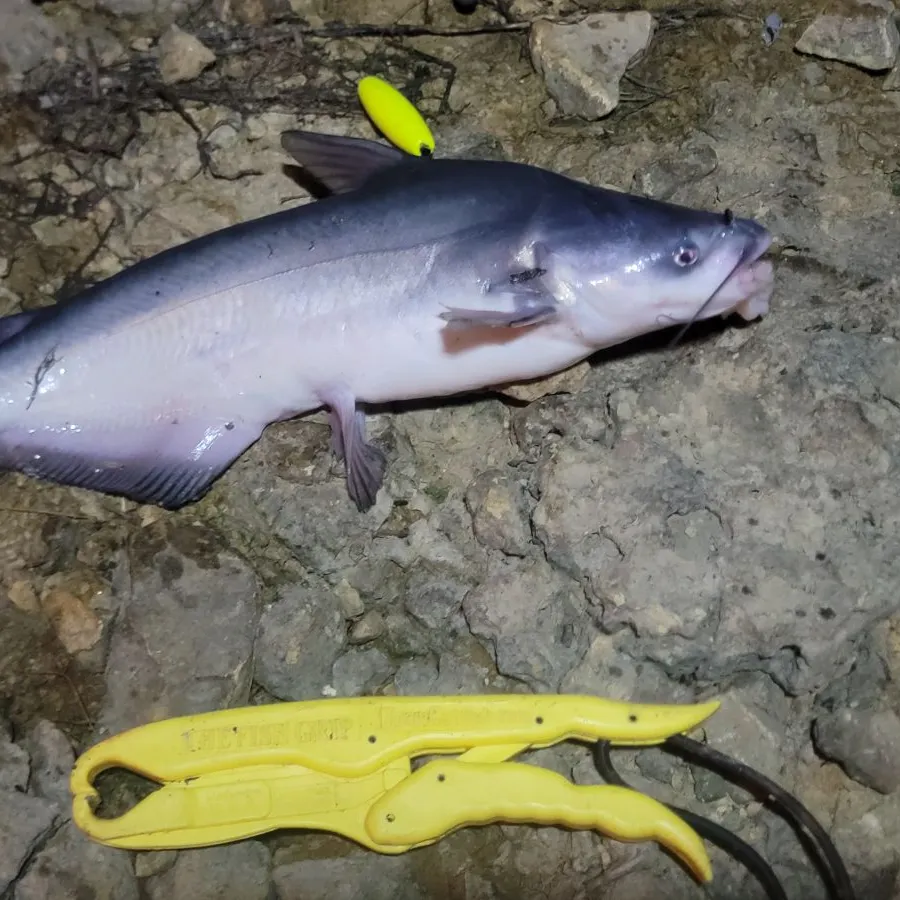 Blue catfish caught on Fishbrain
