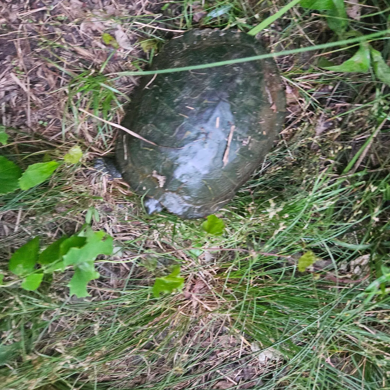 The most recent Pond slider turtle catches on Fishbrain