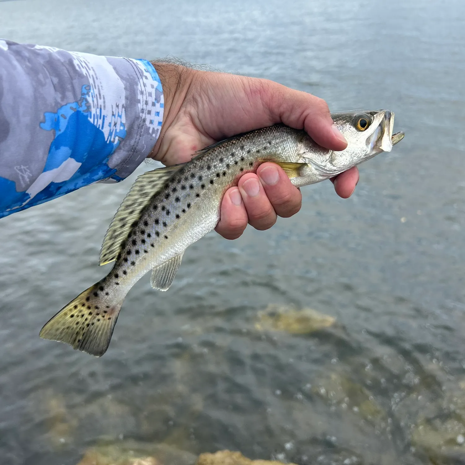 Spotted seatrout caught on Fishbrain
