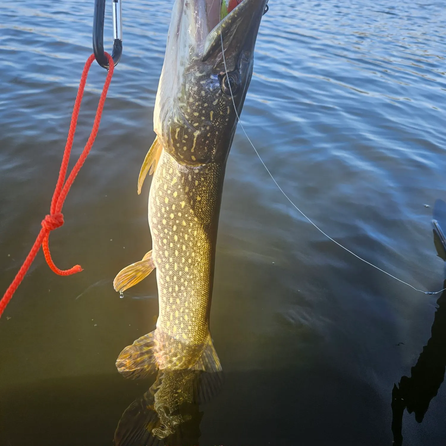 Northern pike caught on Fishbrain