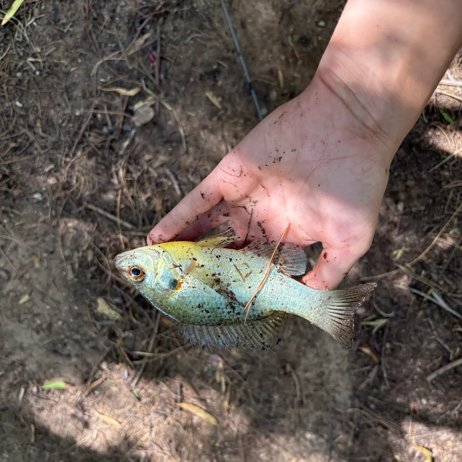 Bluegill caught on Fishbrain