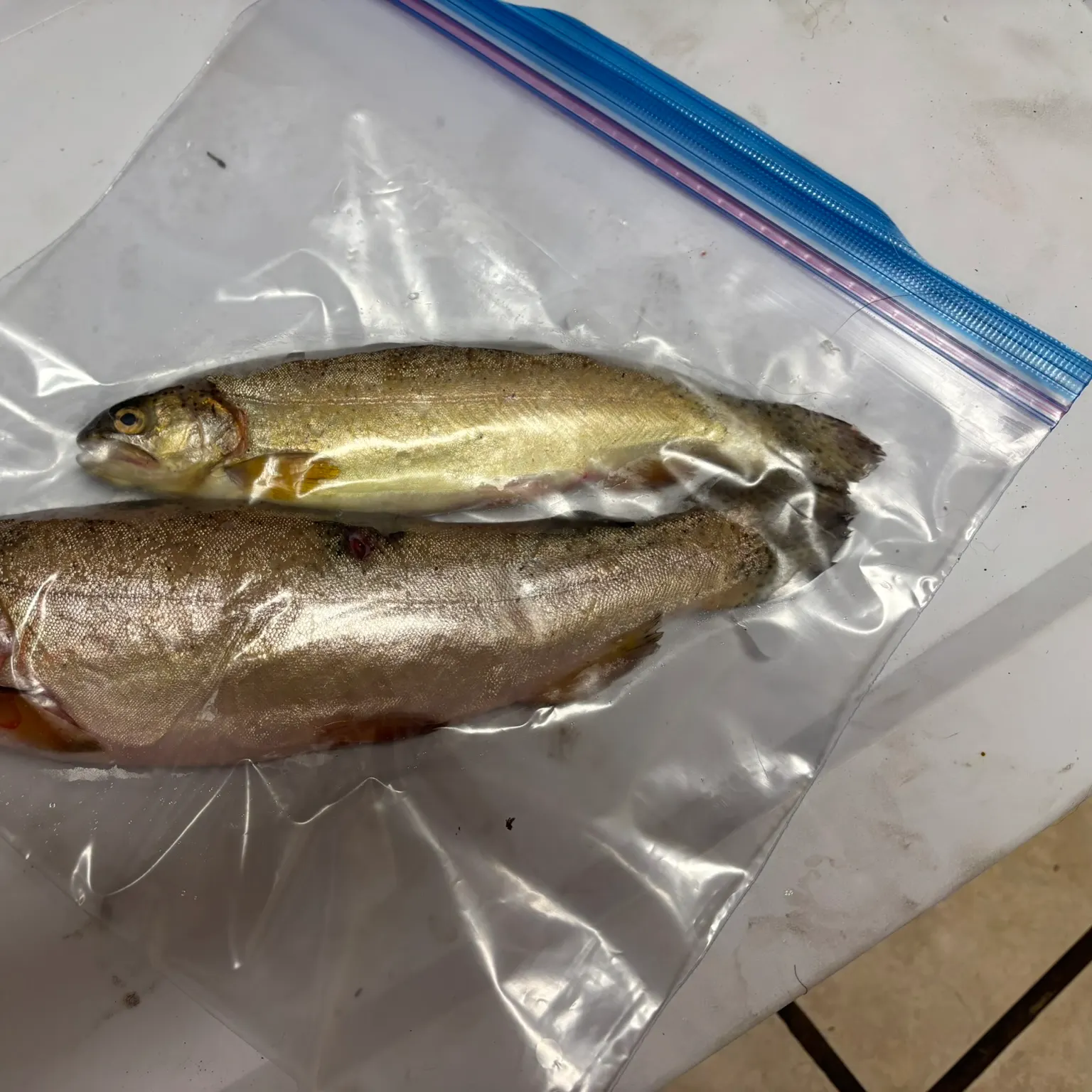recently logged catches