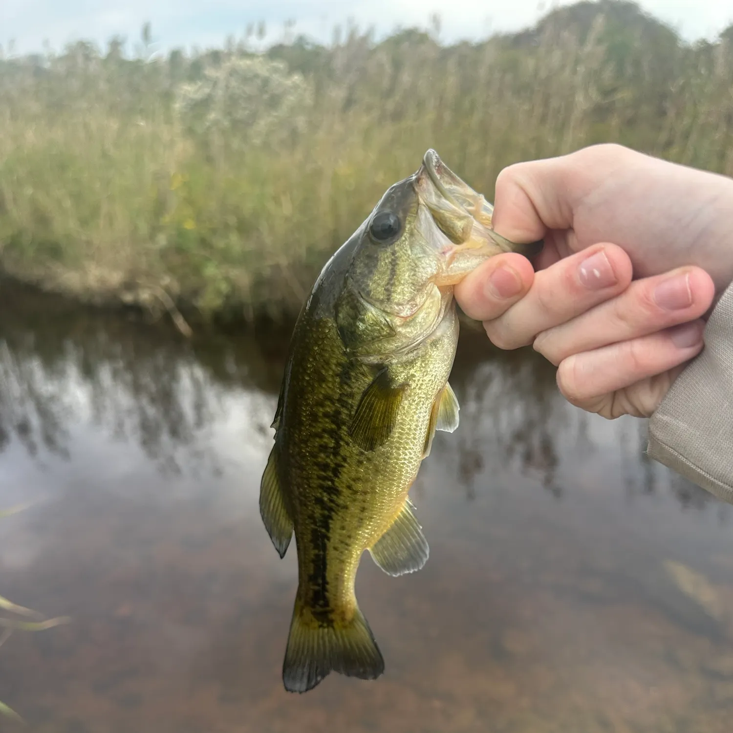Largemouth bass caught on Fishbrain