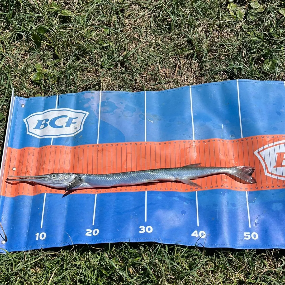 The most recent Hound needlefish catches on Fishbrain