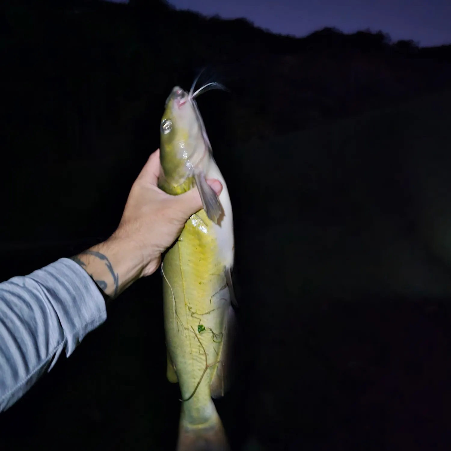 Channel catfish caught on Fishbrain