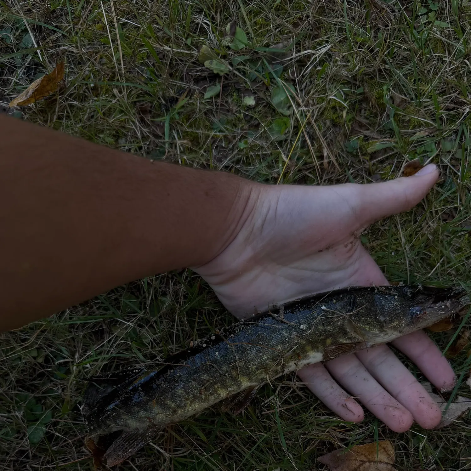 The most recent Redfin pickerel catches on Fishbrain