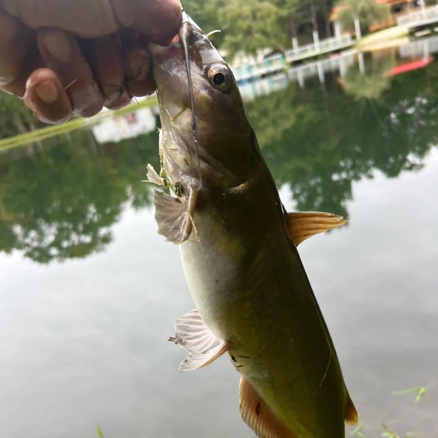 Channel catfish caught on Fishbrain