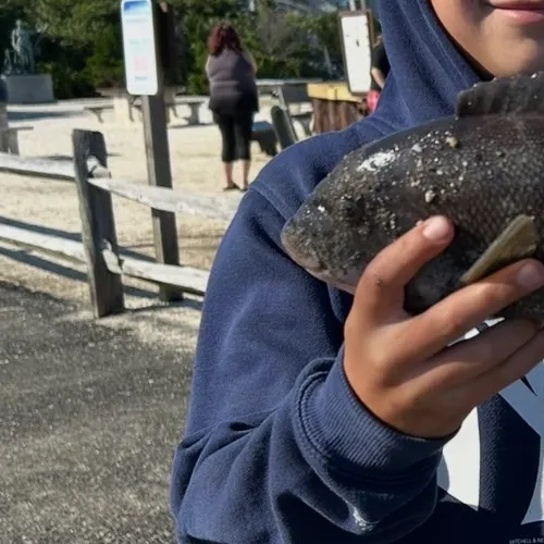 The most recent Tautog catches on Fishbrain