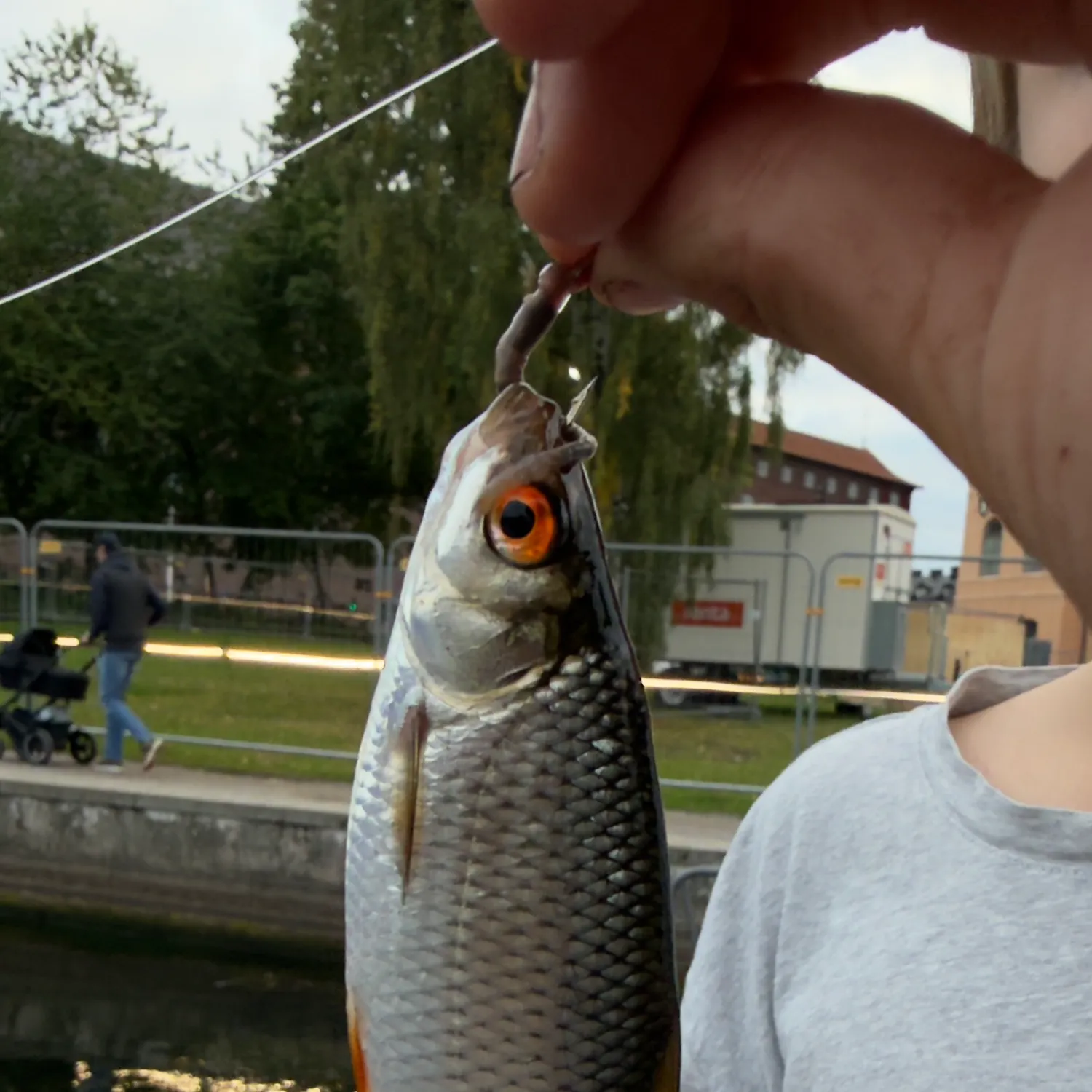 Common roach caught on Fishbrain