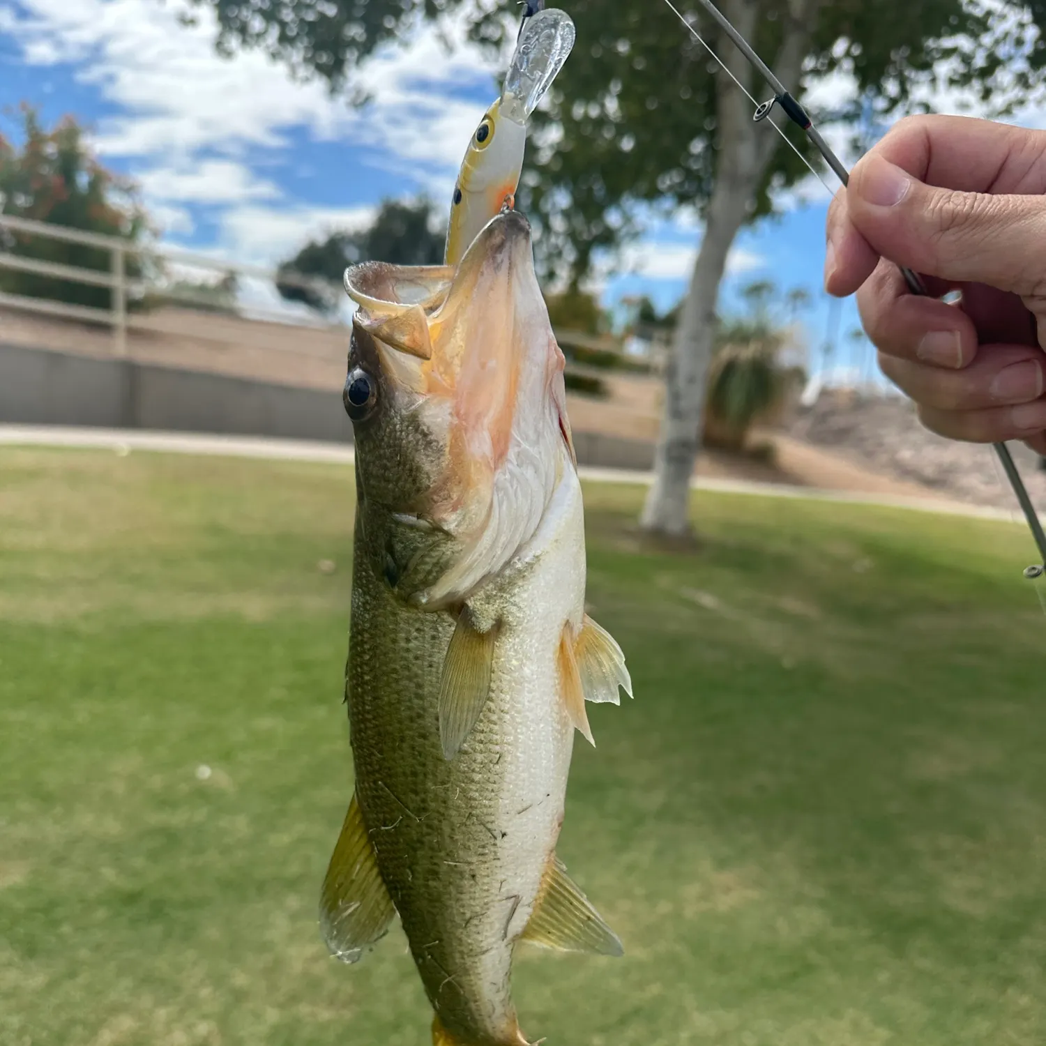 Largemouth bass caught on Fishbrain
