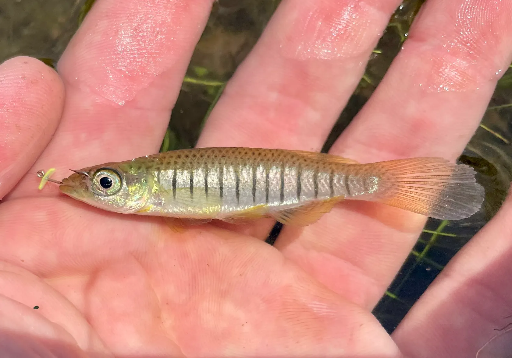 Lined topminnow