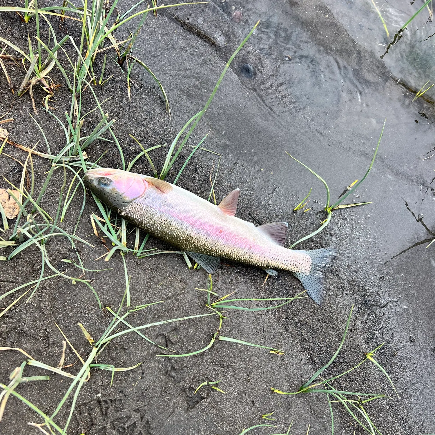 The most recent Cutbow catches on Fishbrain
