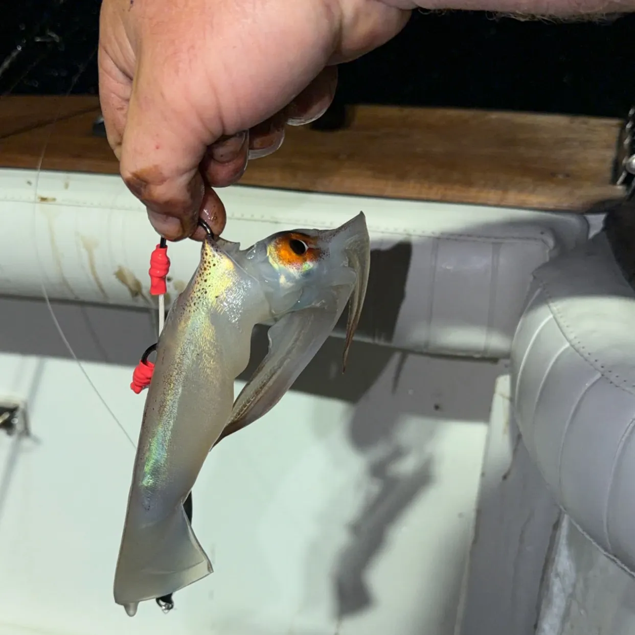 The most recent Gould's squid catches on Fishbrain