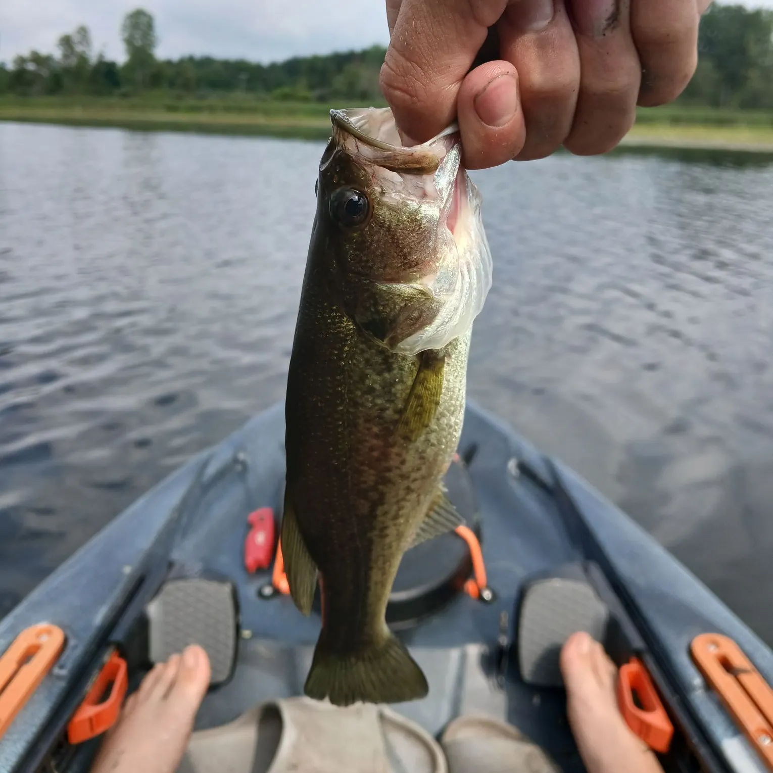 Largemouth bass caught on Fishbrain