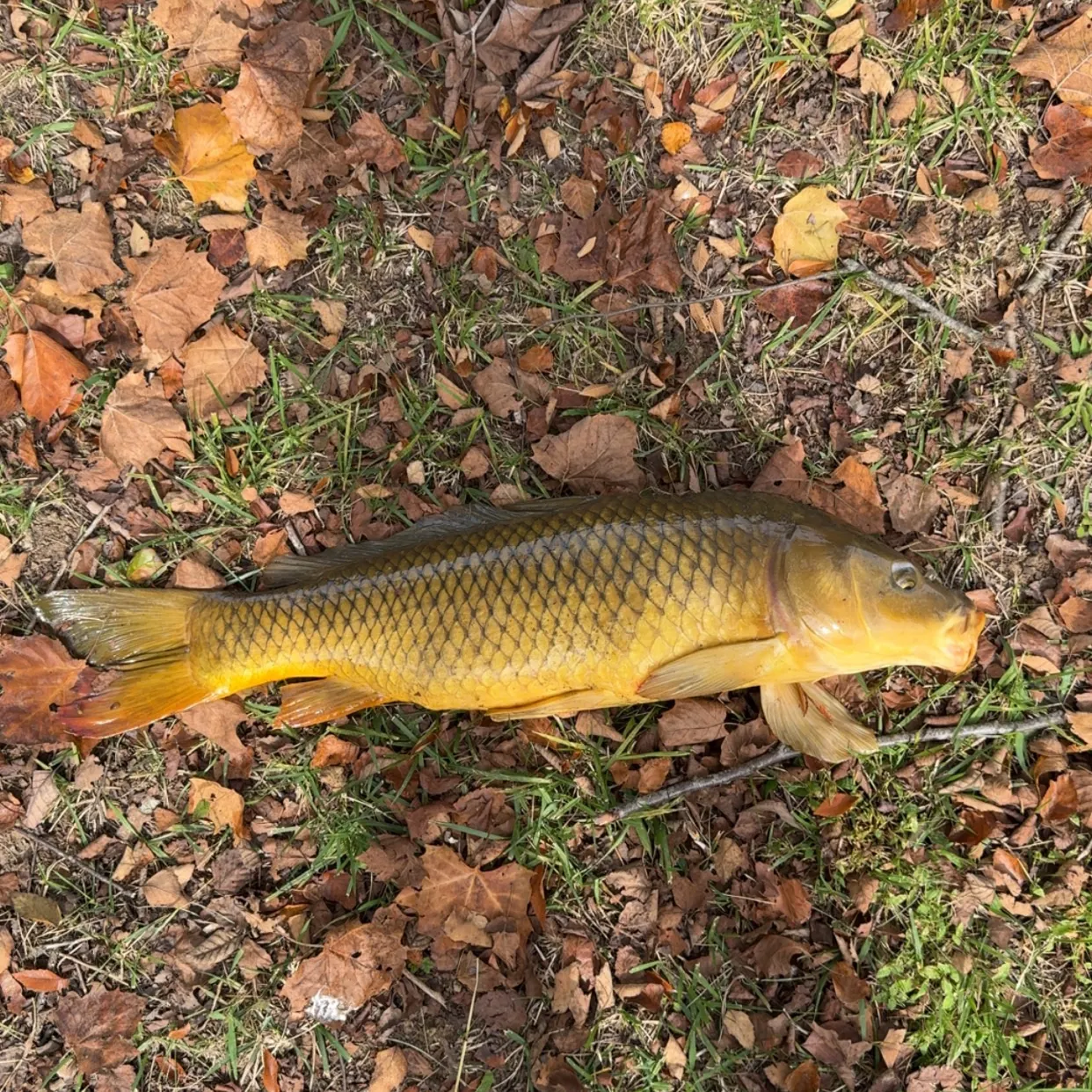 Common carp caught on Fishbrain